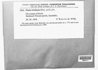Panus conchatus image